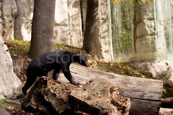 Sole orso triste asian solitaria Asia Foto d'archivio © artush