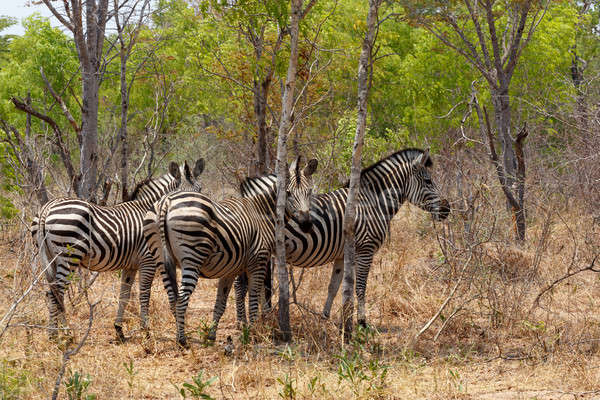 Zebra foal in african tree bush. Stock photo © artush