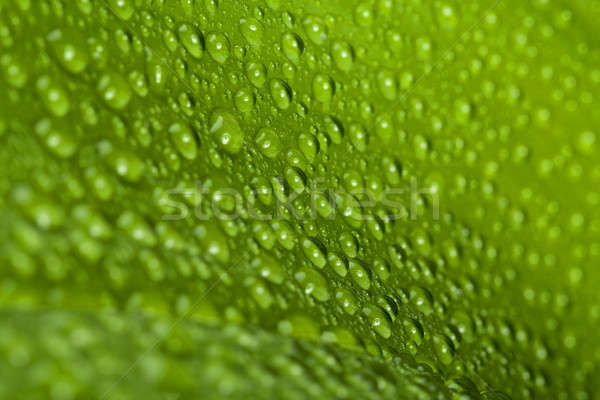 Gocce d'acqua verde impianto foglia macro naturale Foto d'archivio © artush