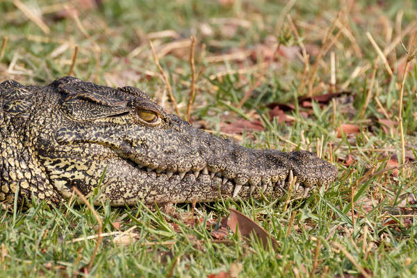 Portré krokodil park Botswana szem zöld Stock fotó © artush