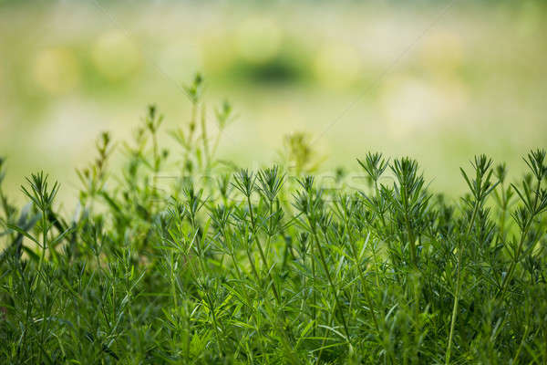 Primavera impianti poco profondo focus erba Foto d'archivio © artush