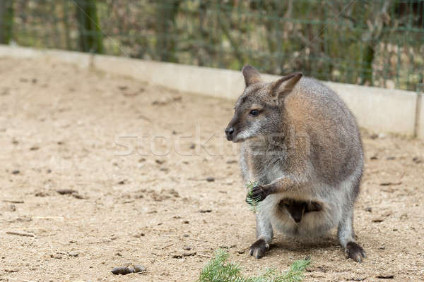 Closeup of a Red-necked Wallaby Stock photo © artush