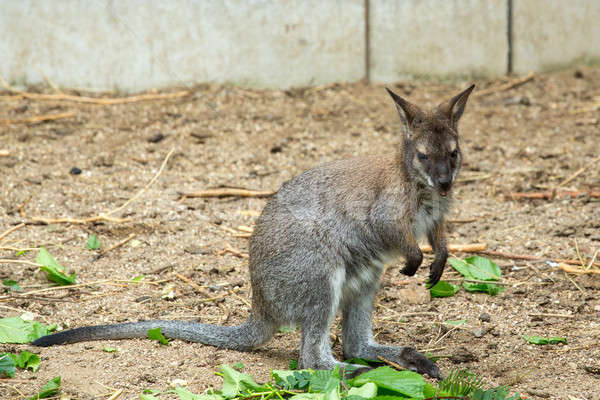 Red-necked Wallaby baby grazing Stock photo © artush