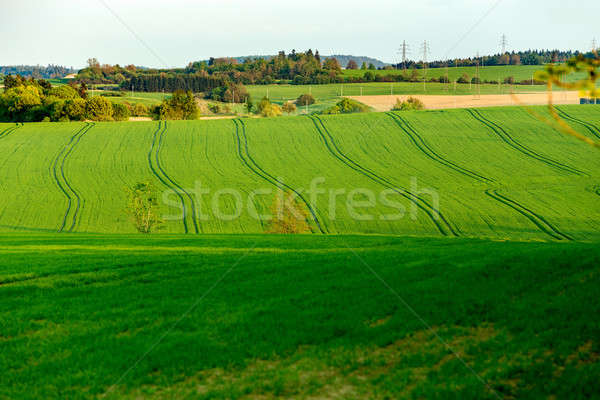 Beautiful green sping rural landscape Stock photo © artush