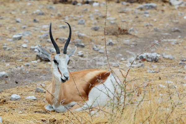 Riposo parco Namibia fauna selvatica fotografia natura Foto d'archivio © artush
