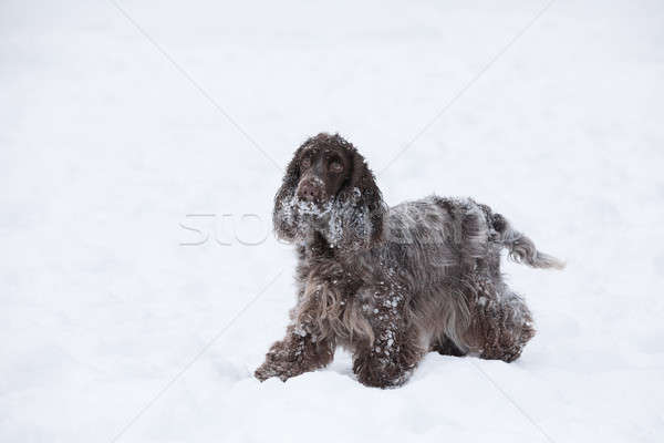 Stockfoto: Engels · hond · spelen · sneeuw · winter · cute