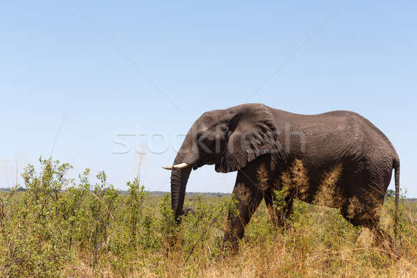 African elephant Africa safari wildlife and wilderness Stock photo © artush