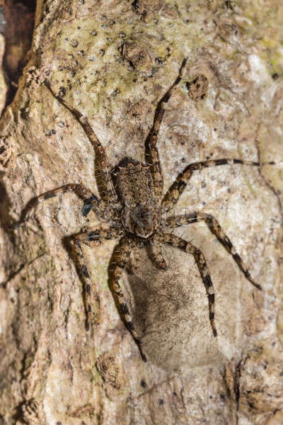 huntsman spider on tree trunk Madagascar wildlife Stock photo © artush
