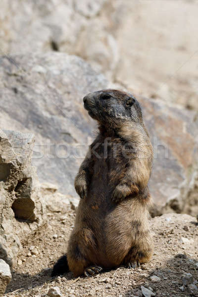 alpine marmot (Marmota marmota latirostris) on the rock Stock photo © artush