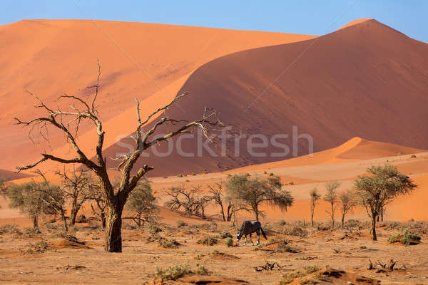 Dead Vlei landscape in Sossusvlei, Namibia Africa Stock photo © artush