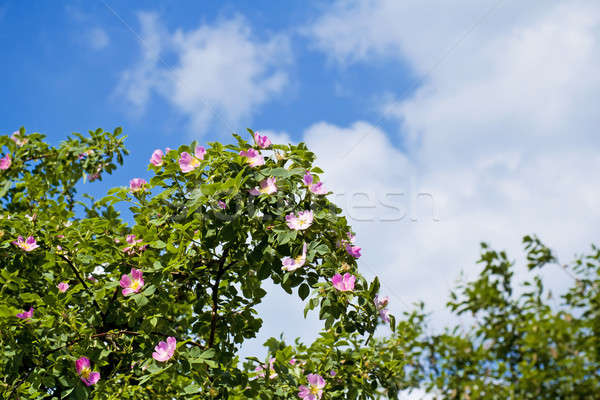 blossom of Fructus cynosbati Stock photo © artush