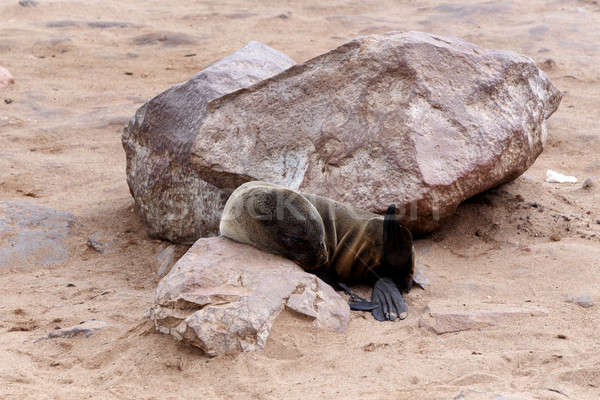 Stock photo: Small sea lion - Brown fur seal in Cape Cross, Namibia
