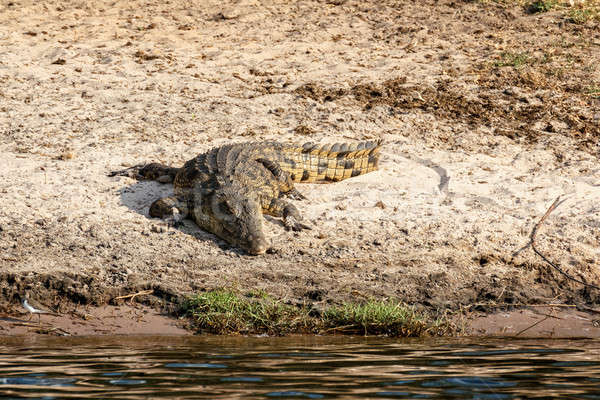 Portrait of a Nile Crocodile Stock photo © artush