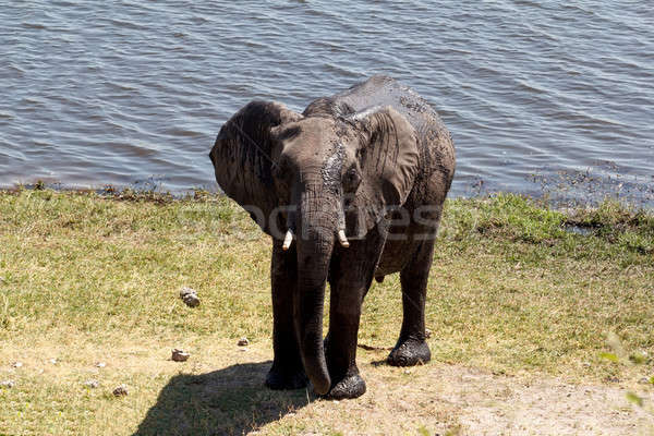 Słoń afrykański parku portret Botswana przyrody fotografii Zdjęcia stock © artush