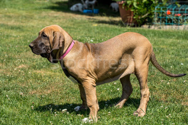 子犬 マスチフ 屋外 緑の草 セキュリティ スペース ストックフォト © artush