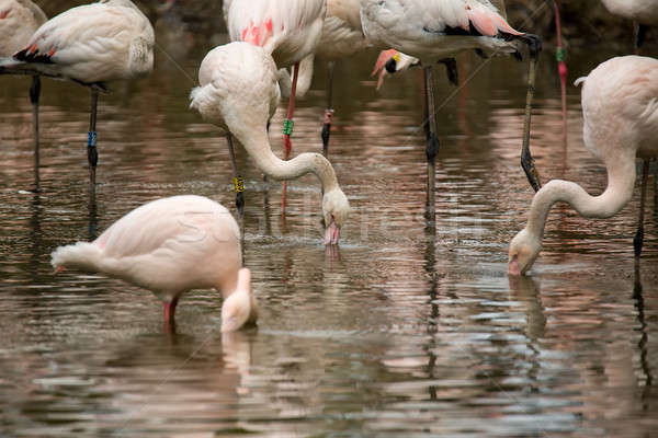 Beautiful American Flamingos Stock photo © artush
