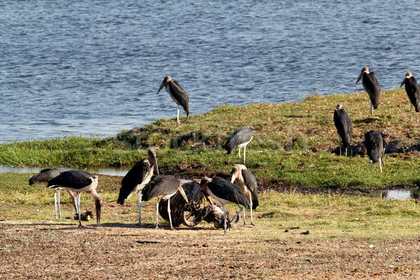 Park Botswana természet nyár madár utazás Stock fotó © artush