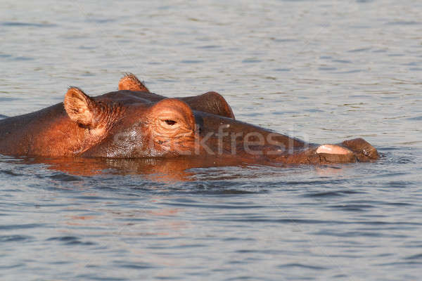 portrait of Hippo Hippopotamus Hippopotamus Stock photo © artush