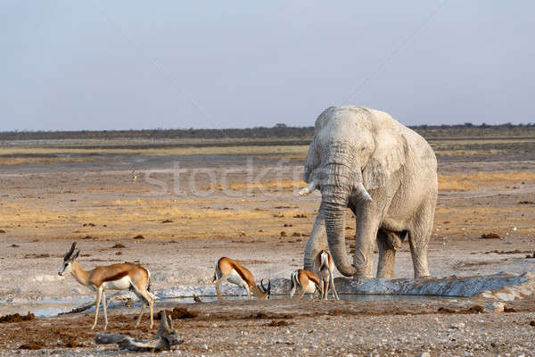 White african elephants in Etosha Stock photo © artush