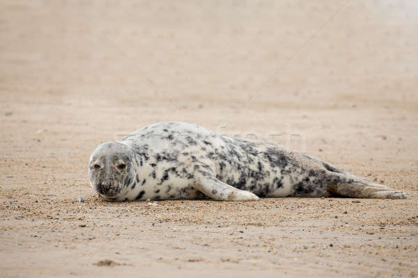 Young baby atlantic Grey Seal Stock photo © artush
