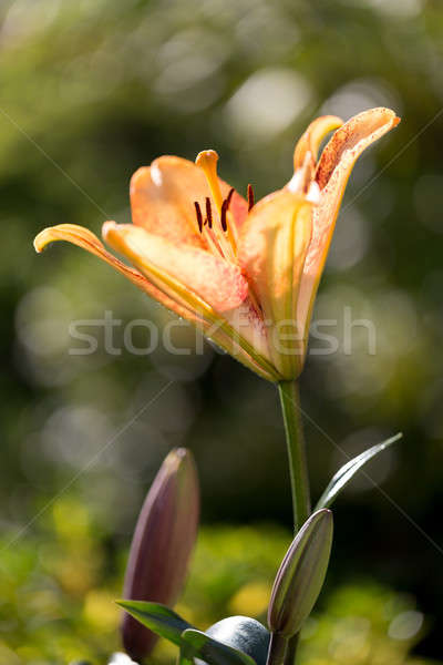 Detail of flowering orange lily Stock photo © artush