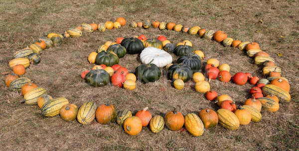 Ripe autumn pumpkins on the farm Stock photo © artush