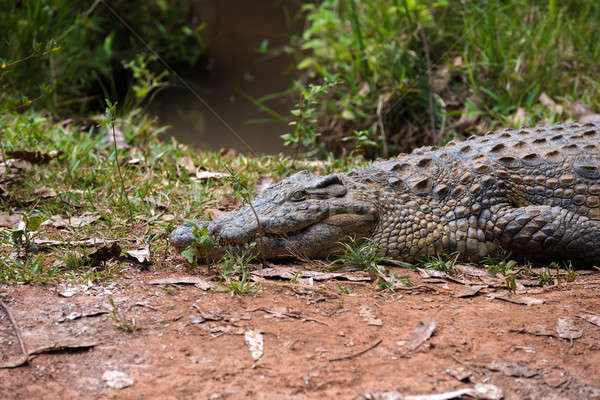 Madagascar Crocodile, Crocodylus niloticus Stock photo © artush