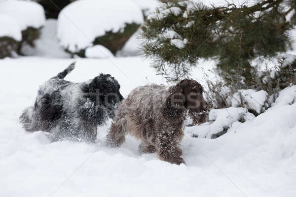 ストックフォト: 2 · 英語 · 犬 · 演奏 · 雪 · 冬