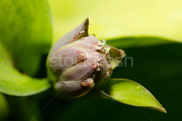 Zielone roślin kwiat pączek lata Zdjęcia stock © artush