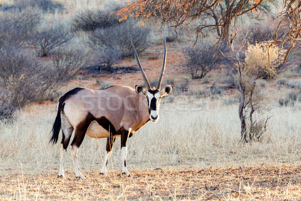 Gemsbok, Oryx gazella on sand dune Stock photo © artush