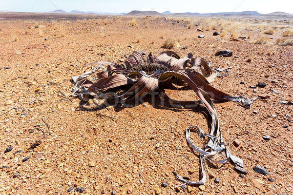 驚人 沙漠 植物 活 化石 例子 商業照片 © artush