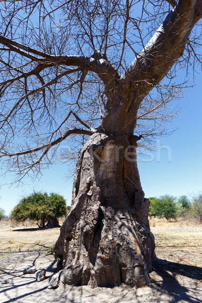 majestic baobab tree Stock photo © artush