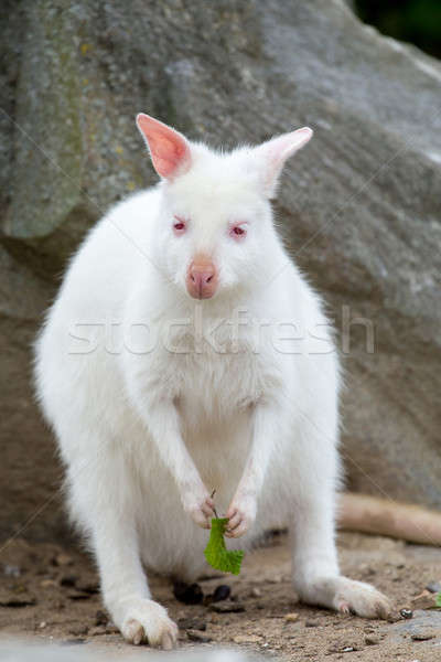 Stock fotó: Közelkép · fehér · albínó · női · kenguru · fű