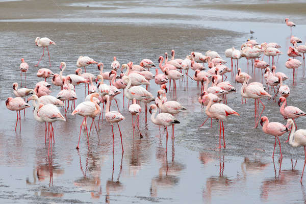 紅潤 火烈鳥 殖民地 納米比亞 巨大 沙 商業照片 © artush