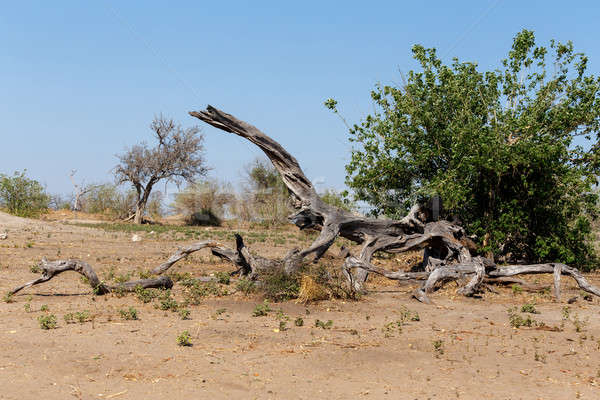 Stock photo: wild african landscape, Chobe national park