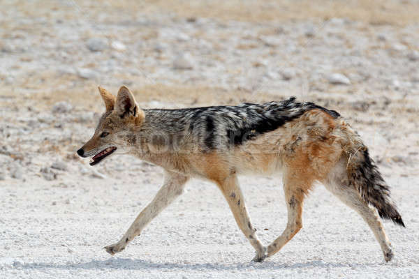 black-backed jackal Etosha Stock photo © artush