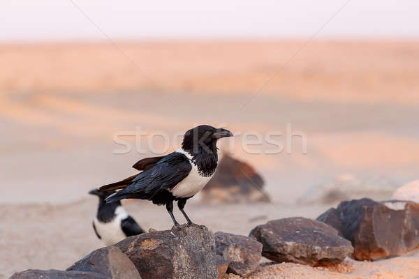 Pied crow in namib desert Stock photo © artush