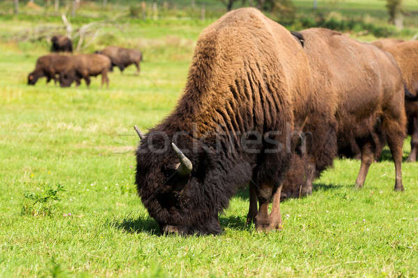 American bison(Bison bison) simply buffalo  Stock photo © artush