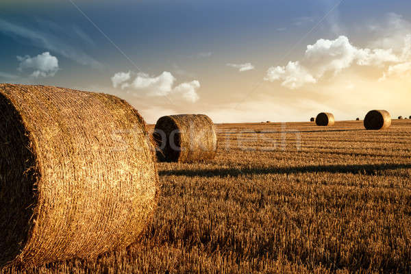 harvested field with straw bales in summer Stock photo © artush