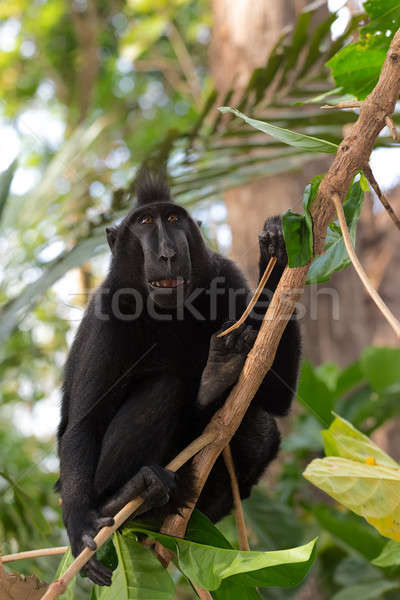Stock photo: endemic sulawesi monkey Celebes crested macaque