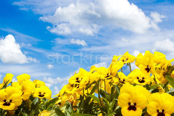 yellow pansy flowers against blue sky Stock photo © artush