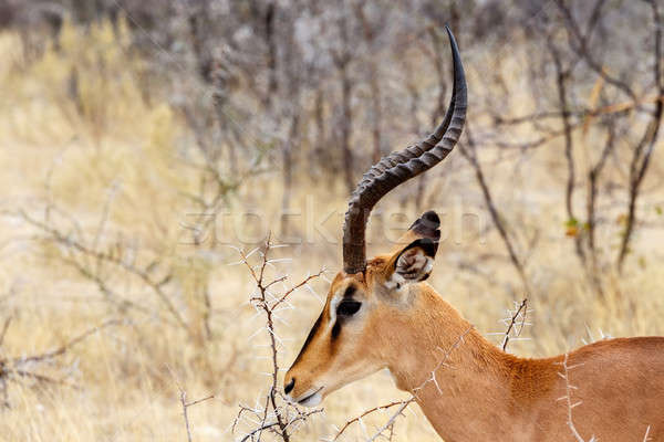 Portrait of Springbok Antidorcas marsupialis Stock photo © artush