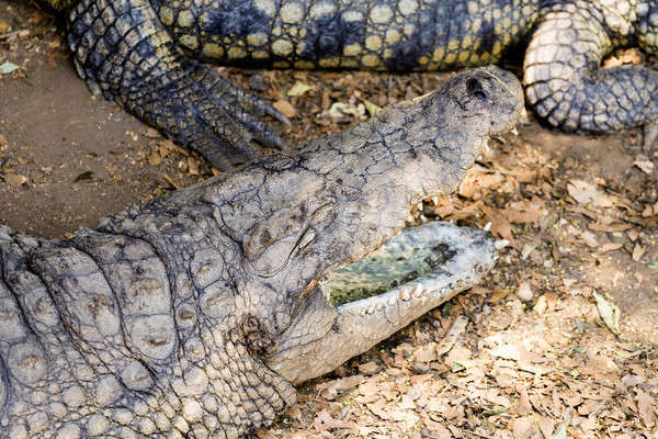 Portrait of a Nile Crocodile Stock photo © artush