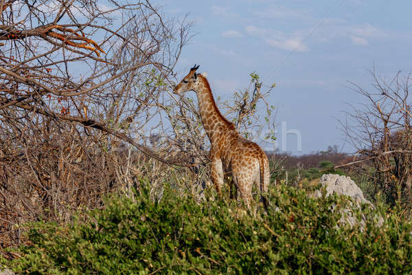 Giraffa camelopardalis in national park, Hwankee Stock photo © artush