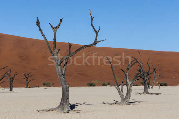 Piękna krajobraz ukryty pustyni Świt martwych Zdjęcia stock © artush