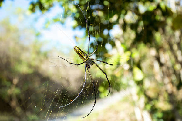 蜘蛛 巴厘島 印尼 關閉 商業照片 © artush