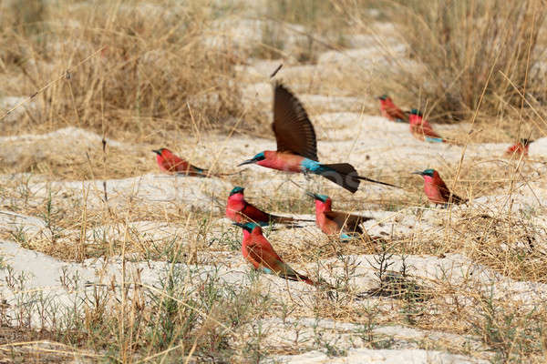 Kolonia banku rzeki Namibia Zdjęcia stock © artush