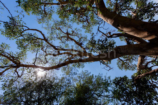 treetop in chobe, Botswana Stock photo © artush