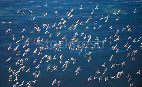 flock of European Herring Gulls, Larus argentatus Stock photo © artush