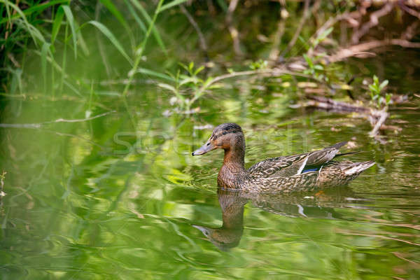 Mallard Duck Anas platyrhynchos, Female on river Stock photo © artush